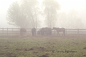 Horses In The Mist